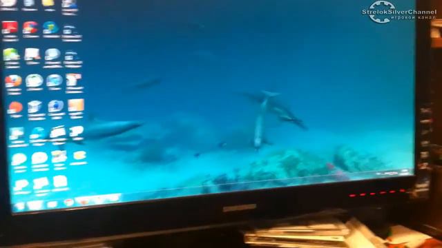 Бессмертные Дельфины смотреть онлайн