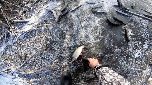 Тонны рыбы в НАНО ручье ЁКЛМН! Рыбалка на паук зимой .Подводные съемки рыбалки .Рыбалка зимой 2019 смотреть онлайн