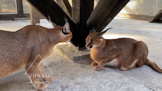 Каракал - две красавицы смотреть онлайн