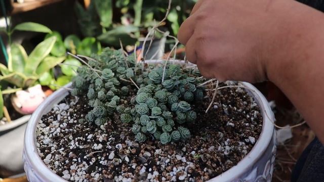 Compartiendo El Cuido De Sedum Sieboldii смотреть онлайн