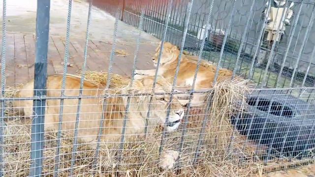 Львицы Маня и Сима пополнили львиное семейство.Бэби бум в парке львов Прайд. Абхазия11. 2021. смотреть онлайн