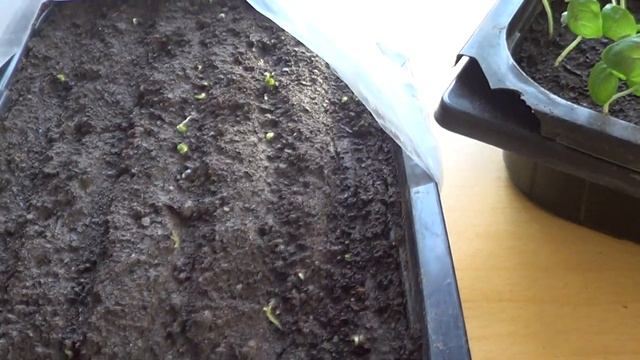 КАК ВЫРАЩИВАЮ БАЗИЛИК . ПО ПРОСЬБЕ ЗРИТЕЛЕЙ смотреть онлайн