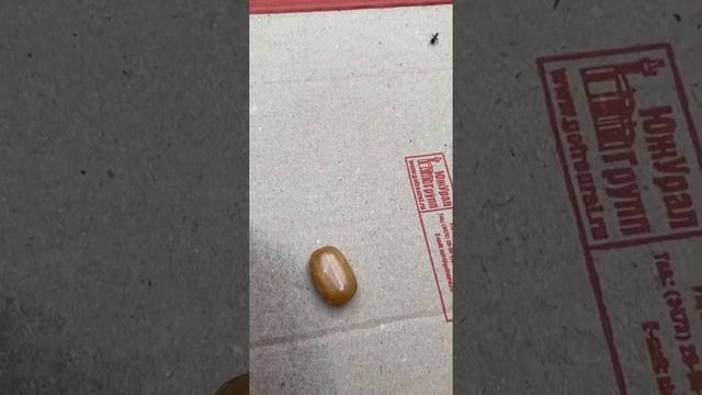 Лайфхак (как испортить жизнь муравью) смотреть онлайн