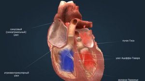 Проводящая и возбудительная система сердца | Анатомия человека | Биология