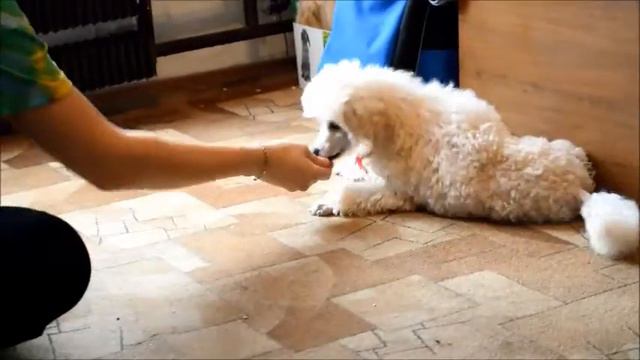 Фигаро , 3 месяца смотреть онлайн