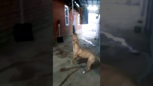 Питбуль. приколы. смешные животные смотреть онлайн