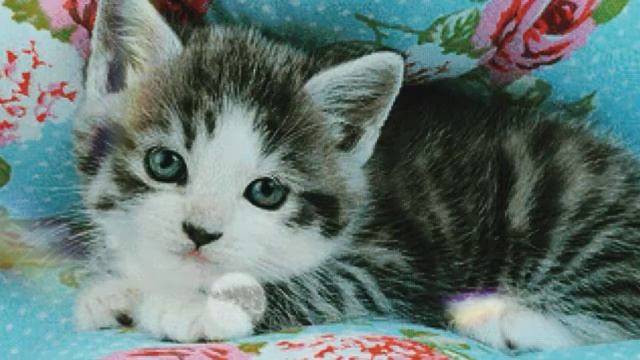 Воспитание маленького котенка смотреть онлайн