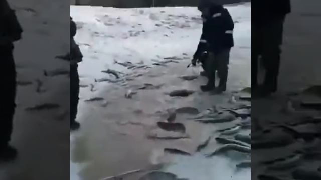зимняя рыбалка , ловля щуки руками, Россия смотреть онлайн