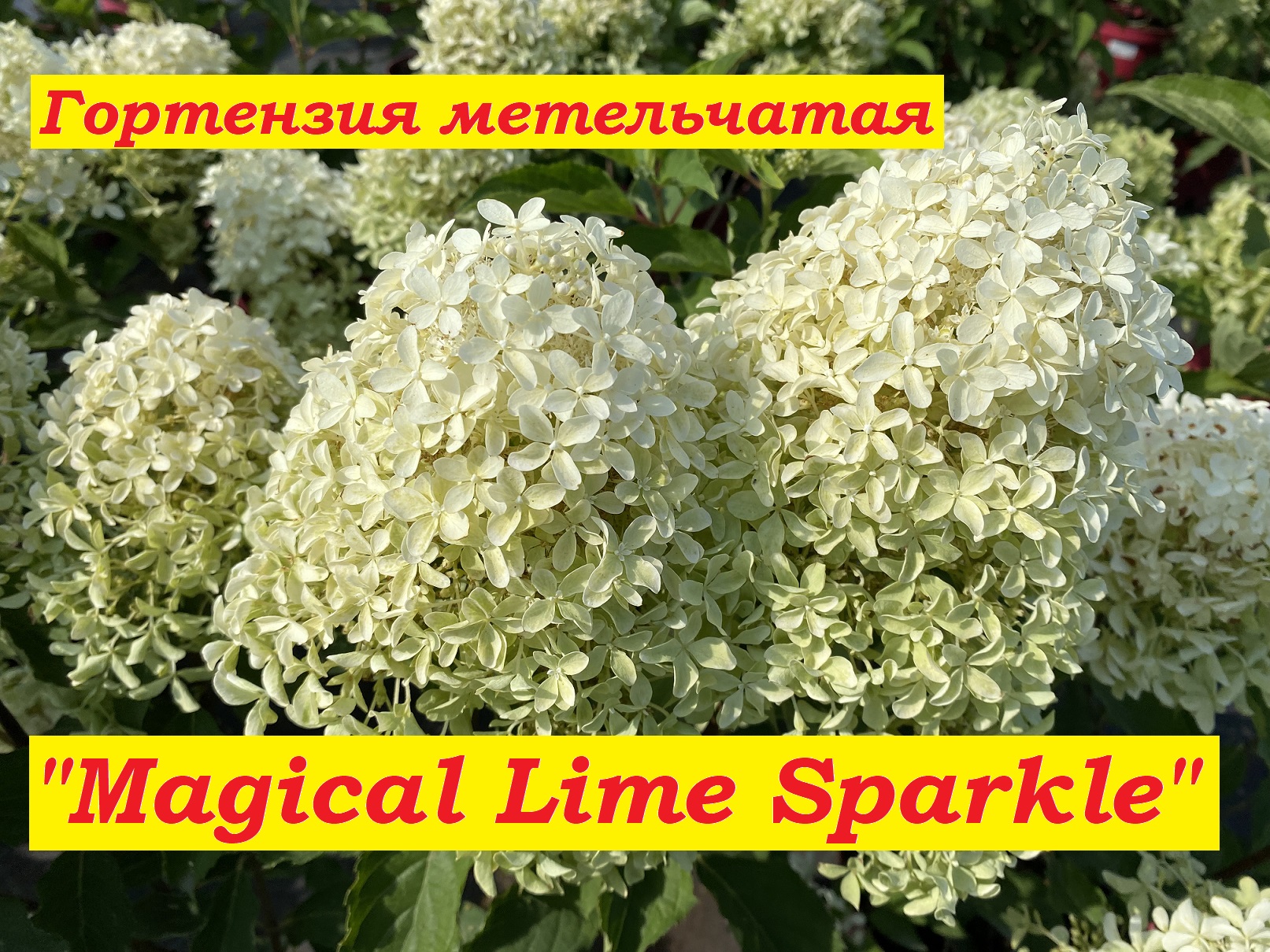 Гортензия метельчатая Мэджикал Лайм Спаркл Hydrangea paniculata Magical Lime Sparkle смотреть онлайн