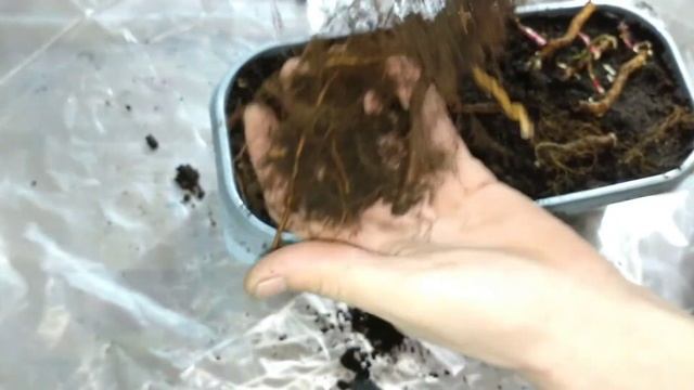 лох-тей размножение корневыми черенками (часть 2) смотреть онлайн