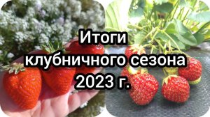 Подвожу итоги клубничного сезона 2023. Болезни, вредители, урожай, выводы.