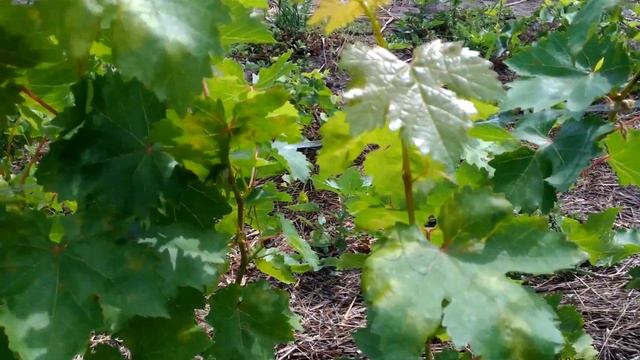 Милдью на саженцах винограда в школке смотреть онлайн