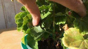 Пеларгония Swanland Pink Australian Pink Rosebud