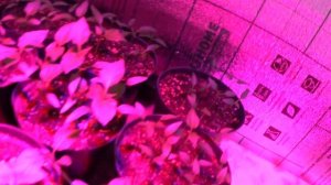 Только правда: нужны ли фитолампы для рассады?