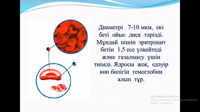 Анатомия пәні. Тақырыбы: Қан жүйесі. смотреть онлайн