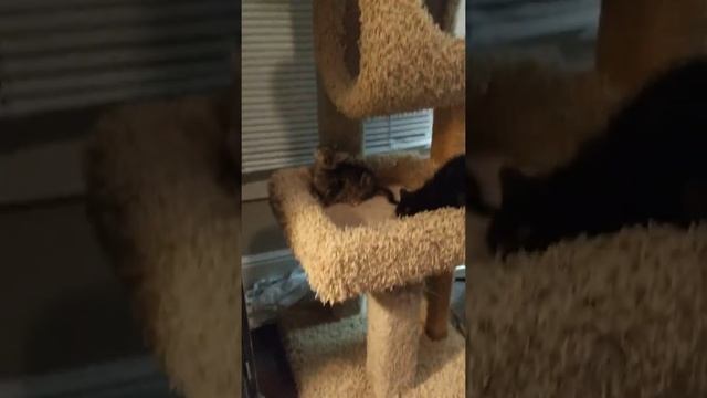 Kittens of the Immaculate Conception + 1 playing 4 adoption Arlington Texas смотреть онлайн