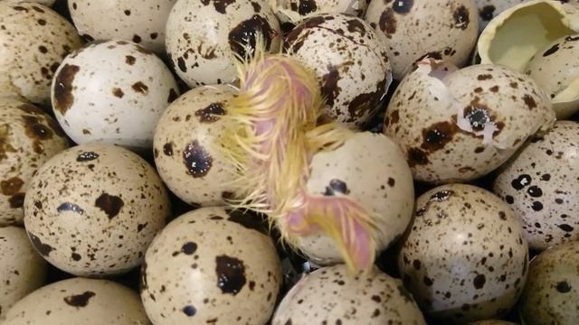 Инкубация перепелов это просто!