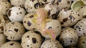 Инкубация перепелов это просто!