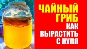 Как Вырастить Чайный Гриб с Нуля