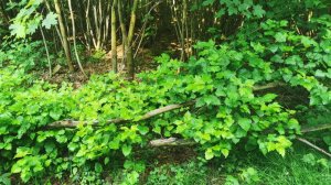 О Доверии Жизни