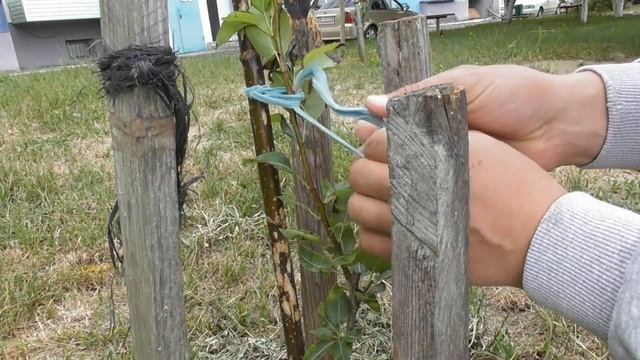 Прививка груши прививочным секатором - снятие пленки смотреть онлайн