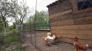 Вольер для кур готов...первое яйцо!!!