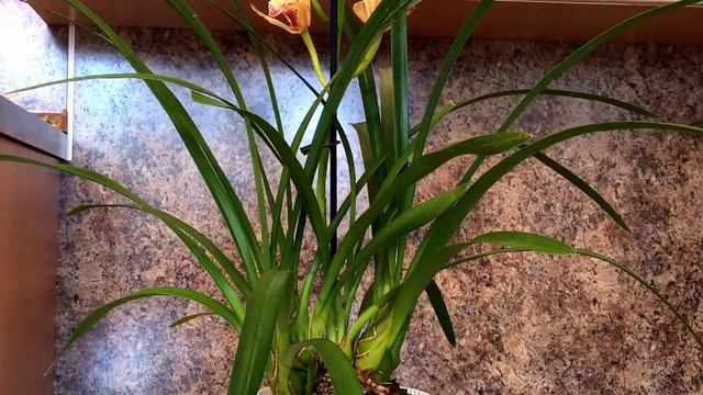 Орхидея Цимбидиум💛 (Cymbidium), прошло 3 недели после покупки