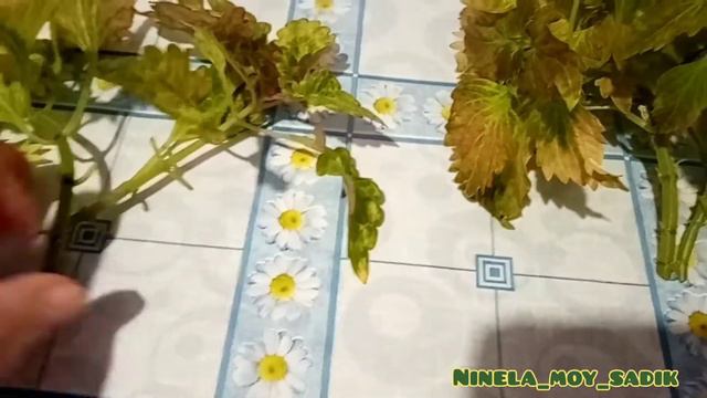 Колеус черенкую, формирую и делаю прищипку в одном видео😉