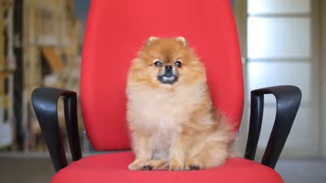 Пончик, лучший день рождения смотреть онлайн