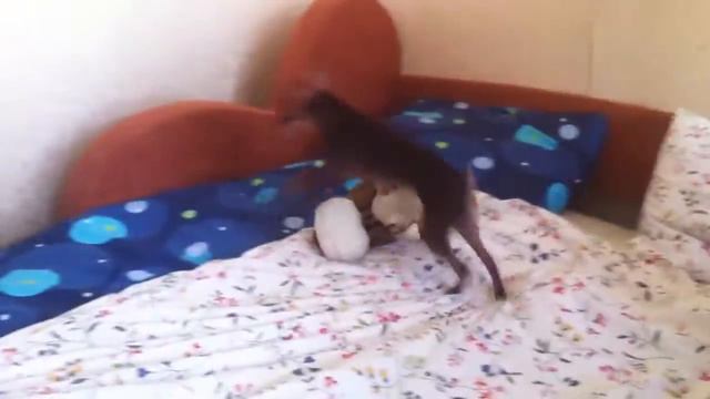 Той терьер Гавр смотреть онлайн