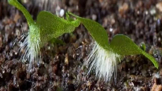 Размножение папоротников — схема и описание смотреть онлайн