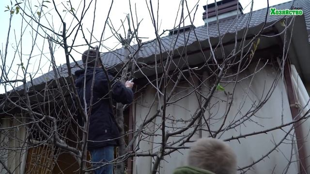 Как обрезать и формировать высокую яблоню?! смотреть онлайн