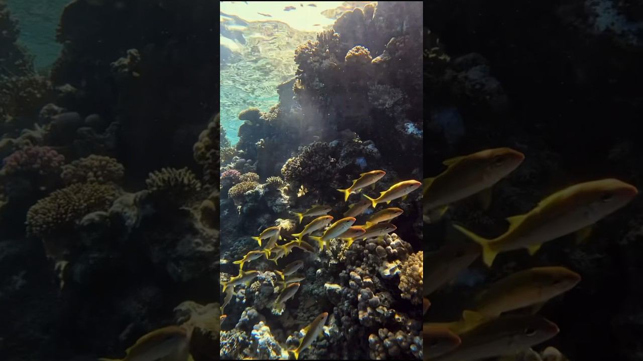 Удивительный подводный мир красного моря #фридайвинг #freediving #underwater #diving #snorkeling смотреть онлайн