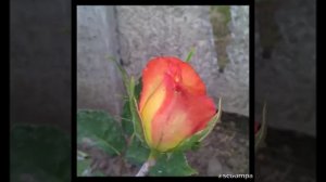 Моя роза Utopia.