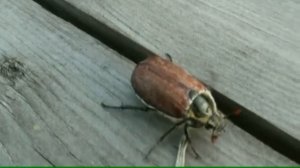 Насекомые - Презентация для детей. Развивалки "Умный Ребенок"