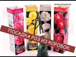 Купила розу в коробке.Как сохранить ? Посадка роз из коробок.