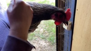 Куры едят свои яйца , что делать?