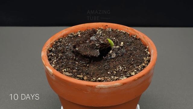 Growing Cacao Tree (Chocolate) From Seed - Time Lapse 30 Days смотреть онлайн