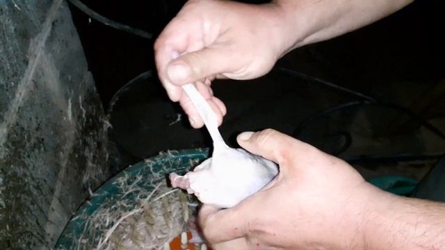 ЗАБОЙ ПЕРЕПЕЛОВ В 42 ДНЯ.ПЕРОСЪЁМНАЯ МАШИНА В РАБОТЕ.