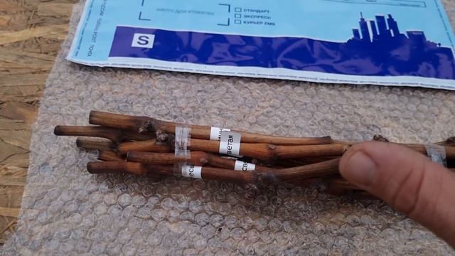 Зимняя упаковка, отправка черенка винограда почтой, рабочий бюджет. смотреть онлайн