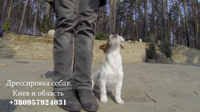 165. Дрессировка щенка джек рассел терьера. Как научить собаку командам смотреть онлайн