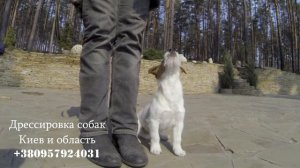 165. Дрессировка щенка джек рассел терьера. Как научить собаку командам