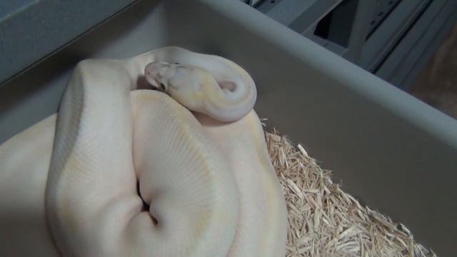 Ball python collection update, part 3 Jan. 2015 смотреть онлайн