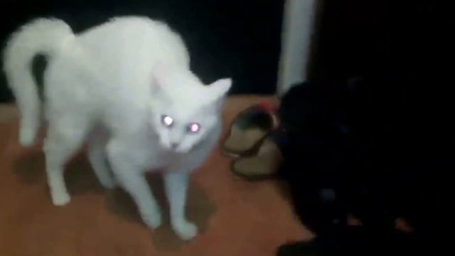 Постхардкор и очумевшая кошка смотреть онлайн