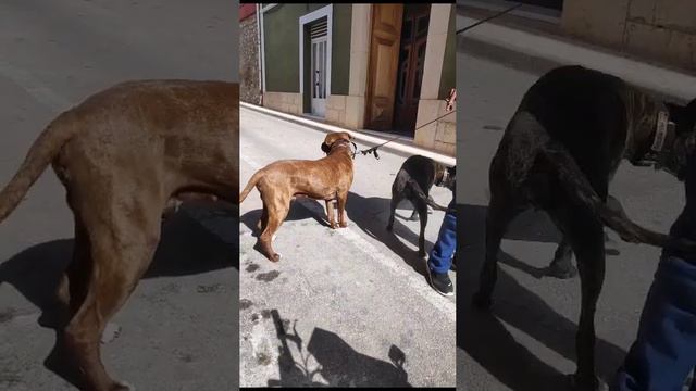 Sombra (Alano Español) y su amigo Apache смотреть онлайн
