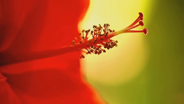 🔊Очень эффективное чтение 7х Суры Аль-Фатиха, Аяталкурси, Аль-Ихлас, Аль-Фалак, Ан-Нас #quran #кора