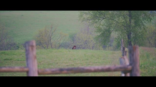 2019 Turkey Tour Part 1 / Kentucky Turkey Bowhunting