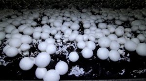 Работа сбор грибов