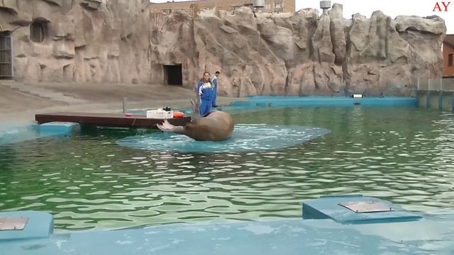 Представление в зоопарке смотреть онлайн