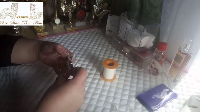 Как подклеить уши китайской хохлатой без фиксации, на лепесток.